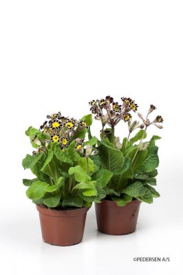 Primula veris 'Victoriana' T 10,5