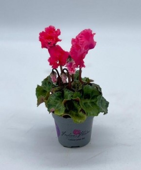 Cyclamen persicum   T 6   'Crispino'   MINI