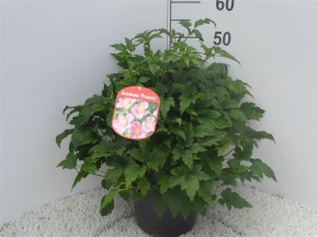 Anemone hupehensis japonica T 23 MIX