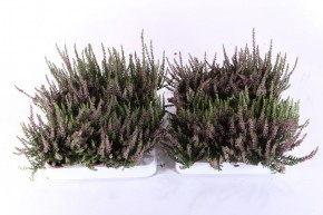 Calluna vulgaris T 6   GardenGirls® Mini MIX