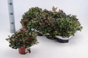 Gaultheria procumbens 'Winterpearls' T 11