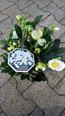 Helleborus niger 'Wintergold'   T 13   Tontopf