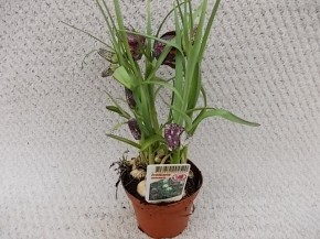 Fritillaria meleagris T 9   (6-7 ppp)