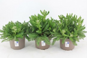 Achillea millefolium T 13 MIX