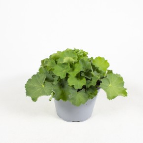 Alchemilla mollis T 13