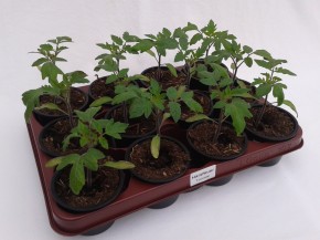 Tomate 'Harzfeuer' T 9