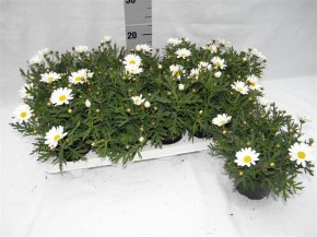 Argyranthemum frutescens T 10,5 'Percussion Giga'