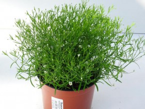 Gypsophila muralis WEISS T 13