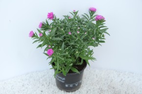 Aster novi-belgii T 10,5 ROSA