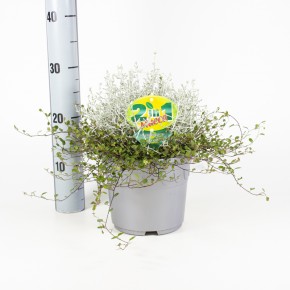 Mueca-2in1 - Muehlenbeckia & Calocephalus T 19
