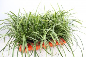 Carex morowii 'Ice Dance'   T 13