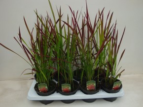 Imperata cylindrica 'Red Baron' T 13