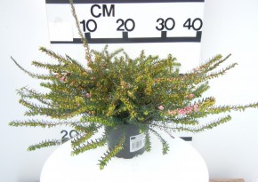 Erica darleyensis T 12 'Kramers Rote' (rot) 20/23