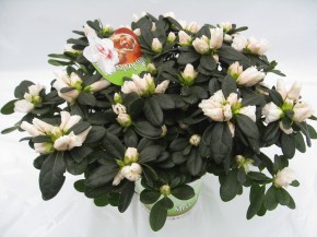 Rhododendron simsii 'Veronique' T 13 (20 - 22,5)