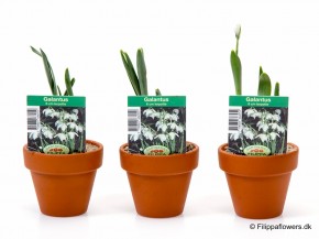 Galanthus nivalis   T 7   Tontopf   (3 ppp)