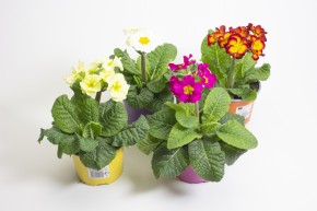 Primula elatior T 12 MIX