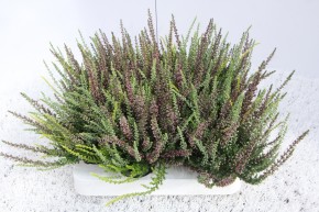 Calluna vulgaris T 6   GardenGirls® Mini TRIO