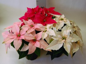 Euphorbia Pulcherrima Hybrid PRINCETTIA T 10,5 ROSA