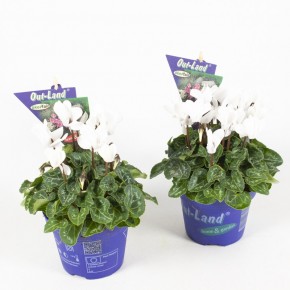 Cyclamen persicum   T 11   Out-Land®  WEISS