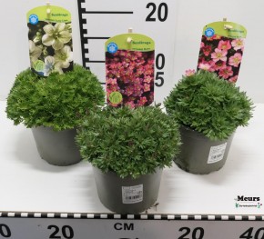 Saxifraga-Arendsii-Hybriden 'Alpino' T 13   MIX