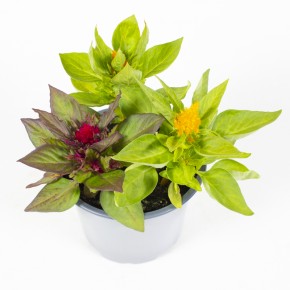 Celosia plumosa T 13 TRIO