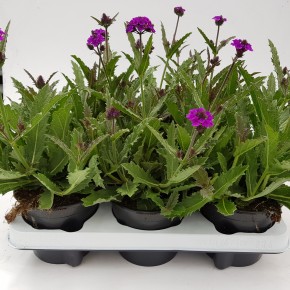 Verbena bonariensis T 13