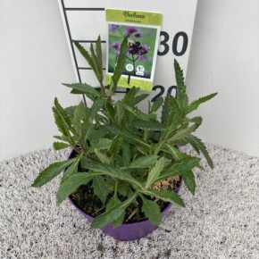 Verbena bonariensis T 13
