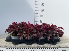 Heuchera-Hybriden 'Melting Fire' T 13