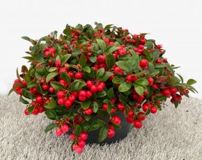 Gaultheria procumbens 'Winterpearls Speedy Baron'   T 23   Schale