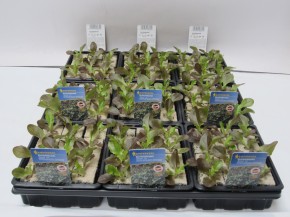 Eichblattsalat ROT Jungpflanzen (6er Schale)  Kiepenkerl