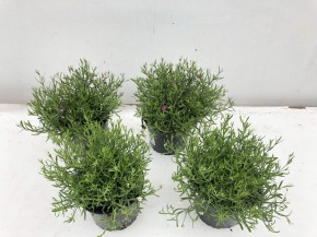 Gypsophylla muralis T 13 MIX