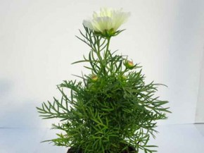 Cosmos bipinnatus  T 13  MIX