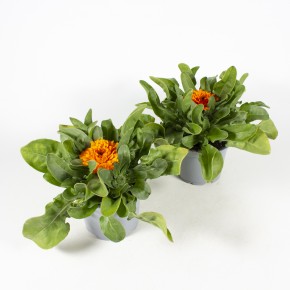 Calendula officinalis  T 13