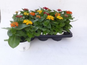 Zinnia elegans T 13 TRIO