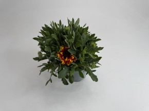 Gaillardia aristata   T 13   MIX