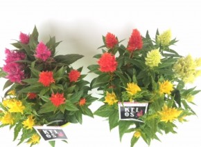 Celosia plumosa 'Kelos' T 19 TRIO
