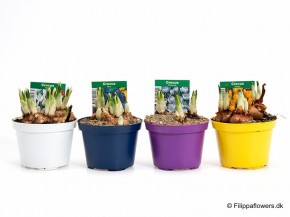 Crocus-Hybriden T 9   LILA