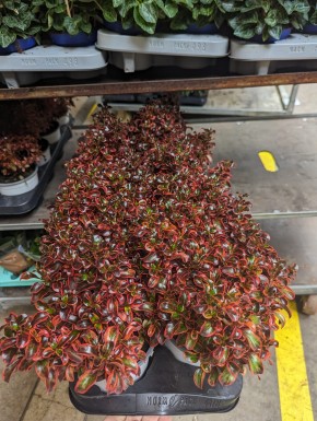 Coprosma Hybriden 'Red Ruby'   T 13