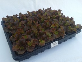 Eichenblattsalat ROT Jungpflanzen (6er Pappschale)