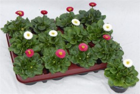 Bellis perennis T 9 MIX