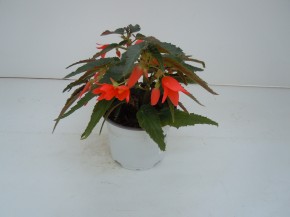Begonia boliviensis  T 12  MIX