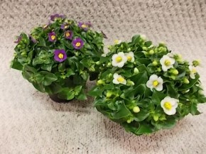 Exacum affine T 6 MINI MIX