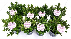 Hebe andersonii 'All Blooms' T 12 MIX-Lage