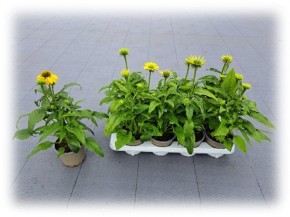 Echinacea purpurea  T 13 MIX