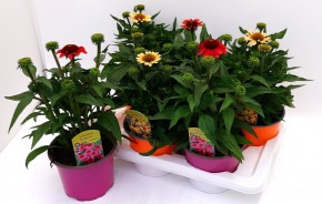 Echinacea purpurea T 17 MIX
