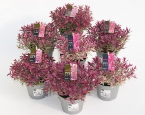 Hebe-Andersonii-Hybriden MagiColors® T 12 MIX