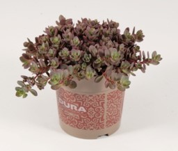 Sedum cauticolum 'Lidakense' T 12