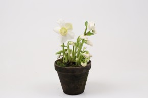 Helleborus niger T 13 Tontopf