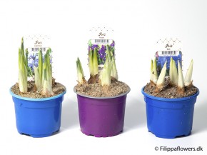 Iris sibirica   T 9   MIX