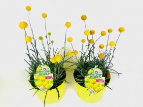 Craspedia globosa 'Golf Beauty' T 19